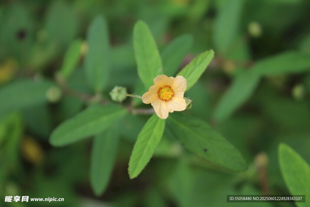 白背黄花棯  