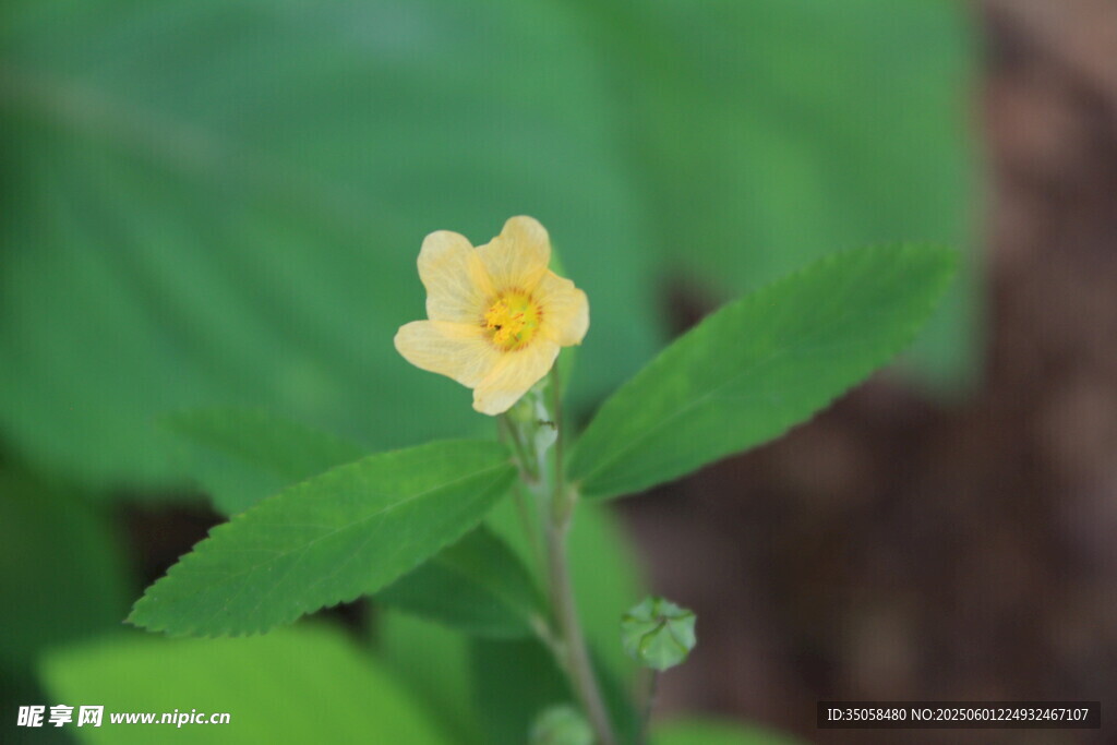 白背黄花棯  