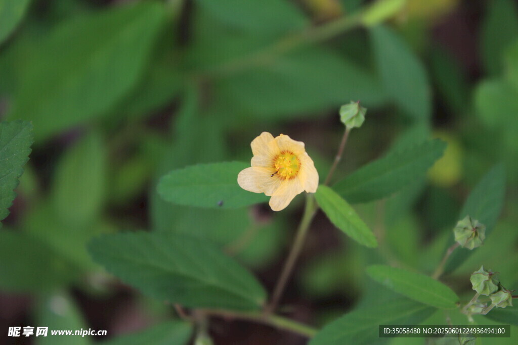 白背黄花棯  