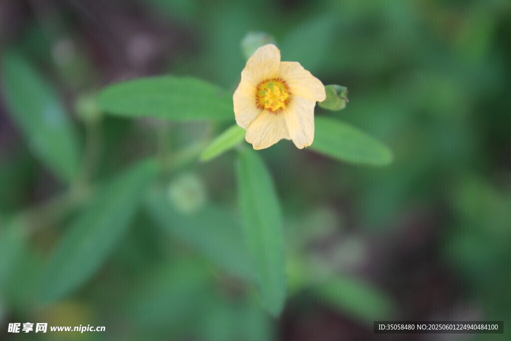 白背黄花棯 