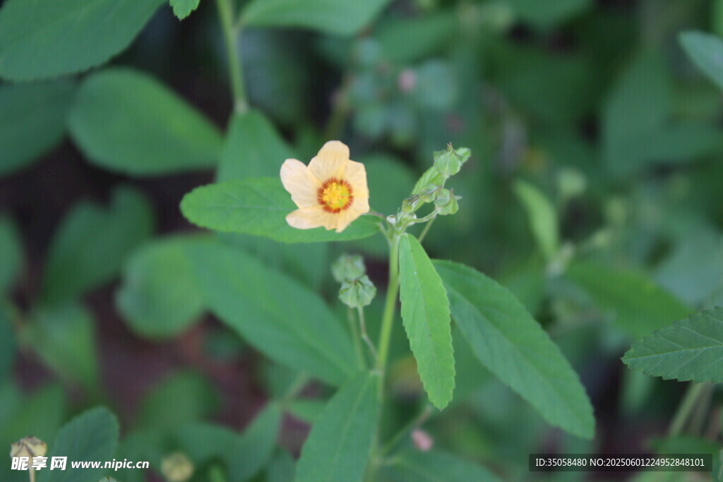白背黄花棯 