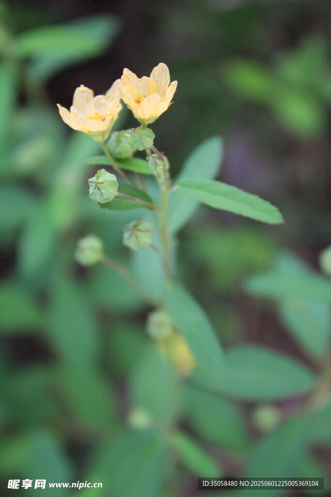 白背黄花棯 