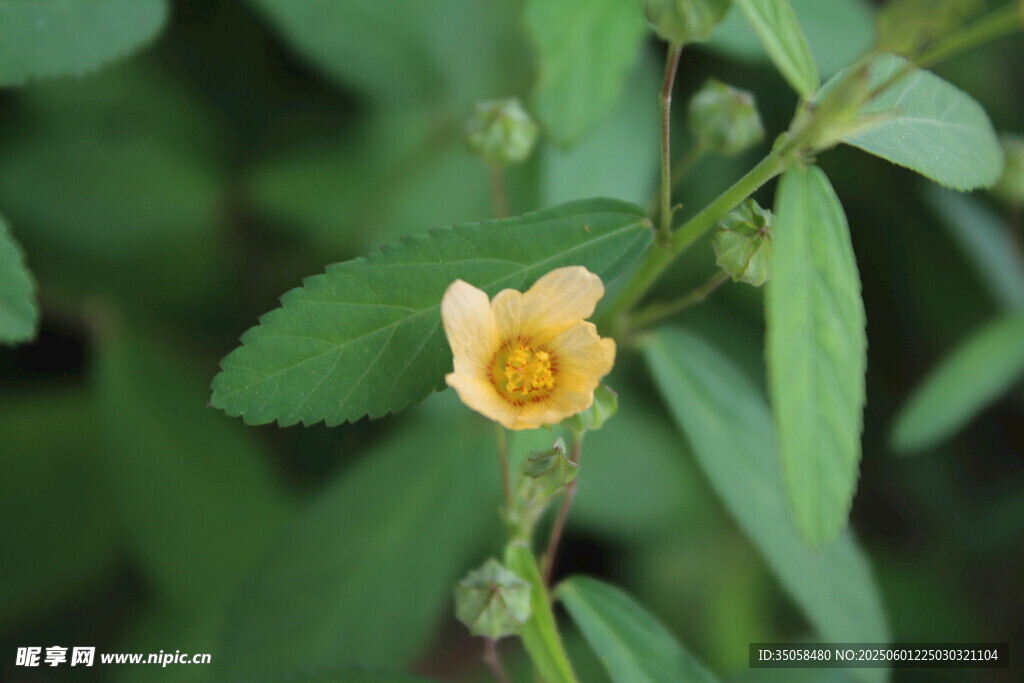 白背黄花棯 