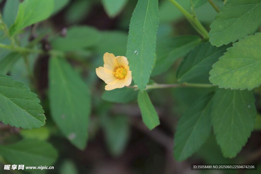 白背黄花棯 