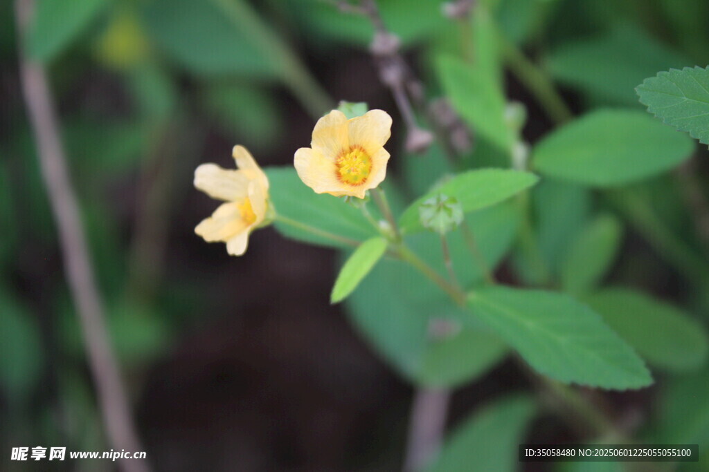 白背黄花棯  