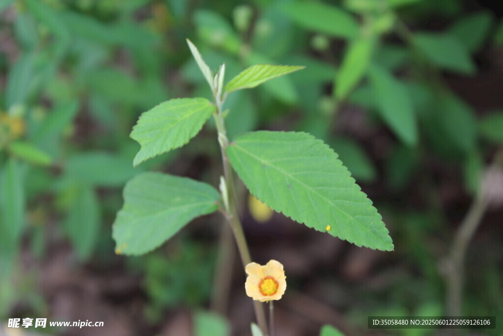 白背黄花棯  