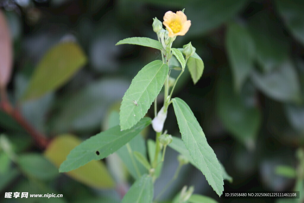 白背黄花棯  