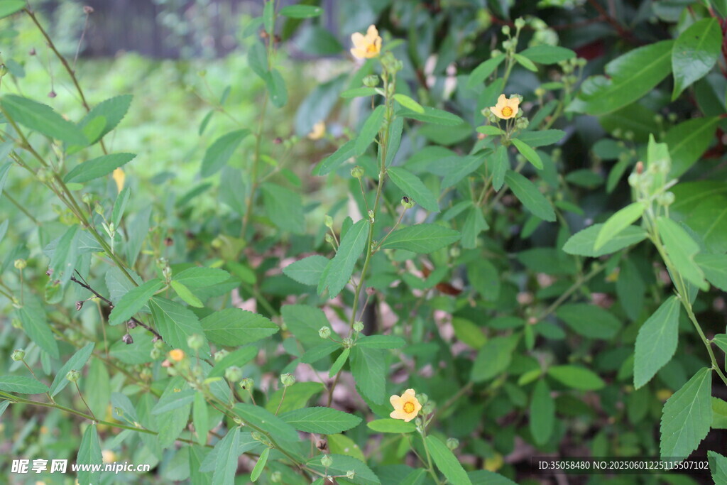 白背黄花棯 