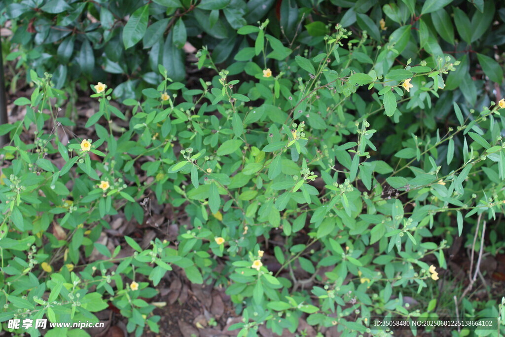 白背黄花棯  