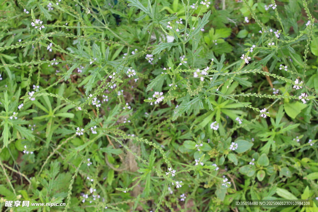 野荆芥马鞭草 