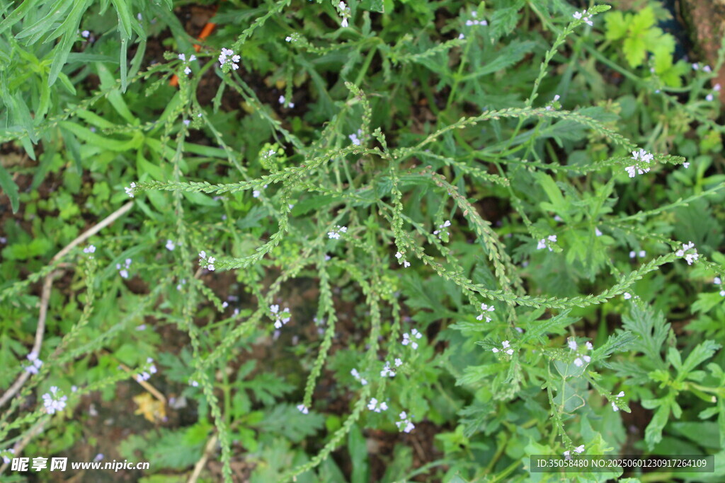 野荆芥马鞭草 