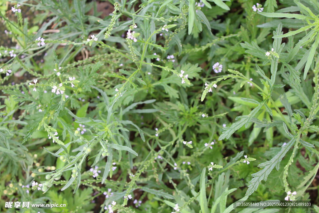 野荆芥马鞭草 
