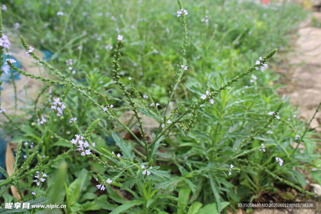 野荆芥马鞭草