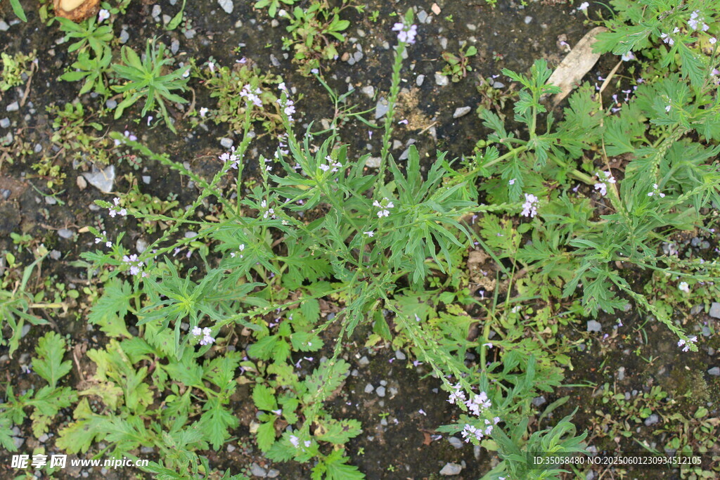 野荆芥马鞭草 