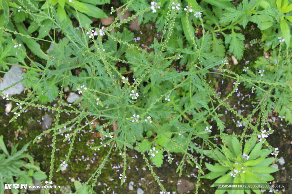 野荆芥马鞭草 