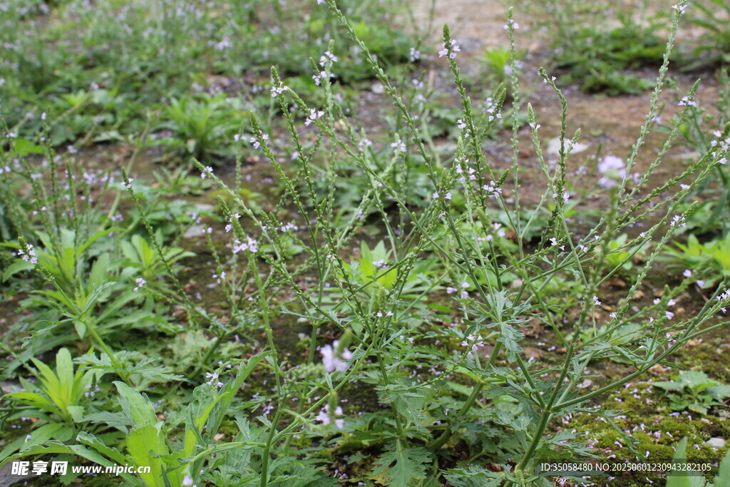 野荆芥马鞭草 