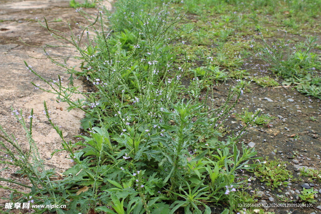 野荆芥马鞭草 