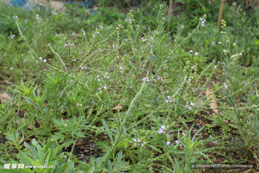 野荆芥马鞭草 