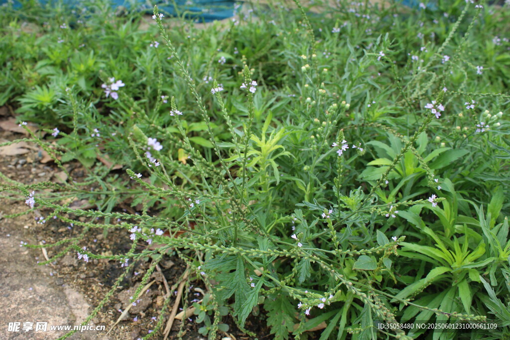 野荆芥马鞭草 