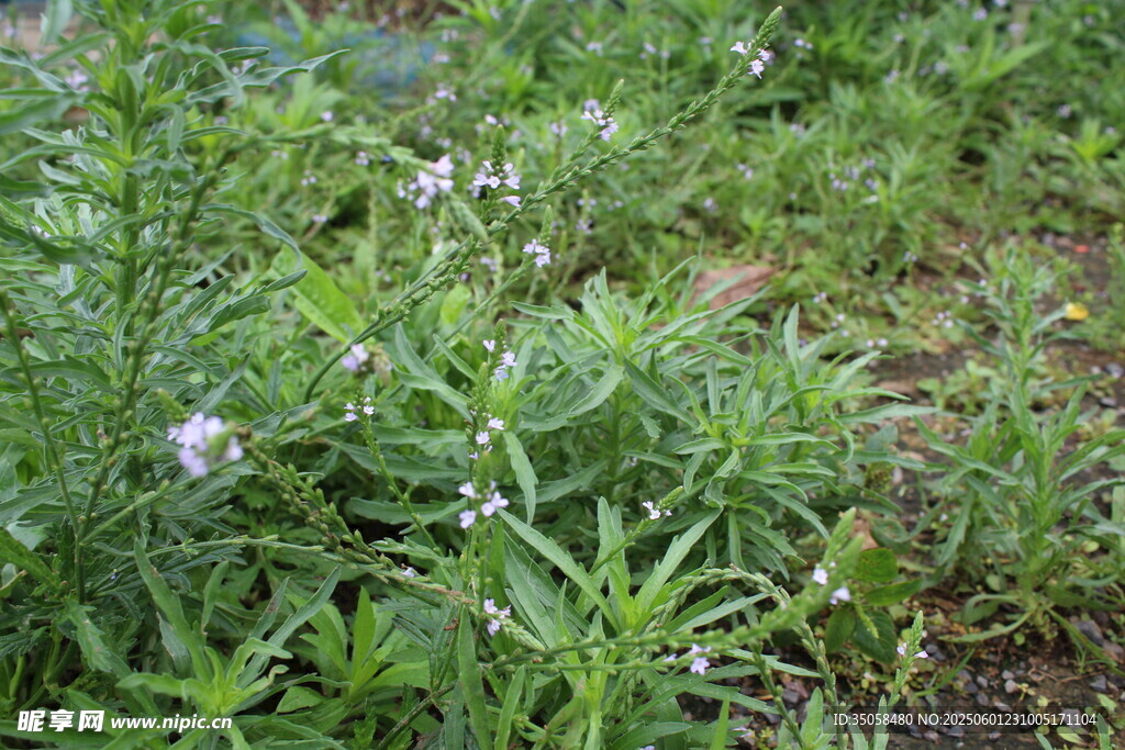 野荆芥马鞭草 