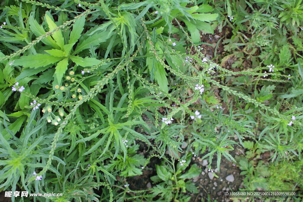 野荆芥马鞭草 