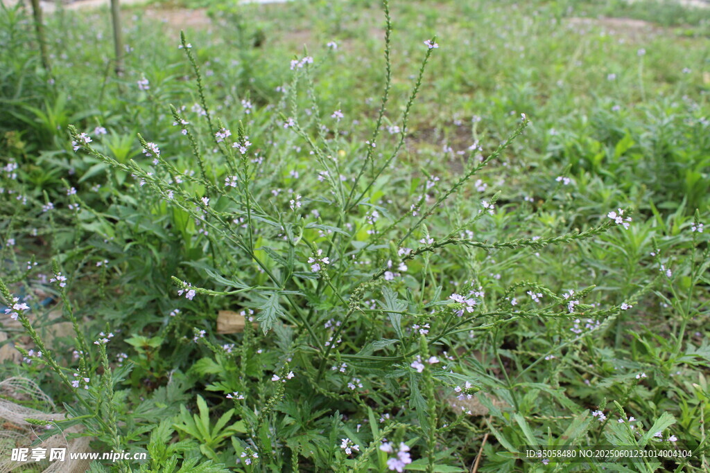 野荆芥马鞭草 