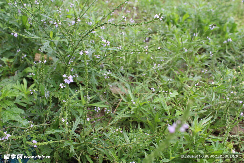 野荆芥马鞭草 