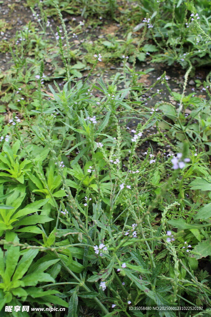 野荆芥马鞭草 