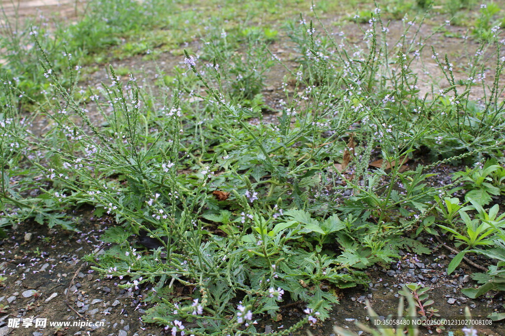野荆芥马鞭草 