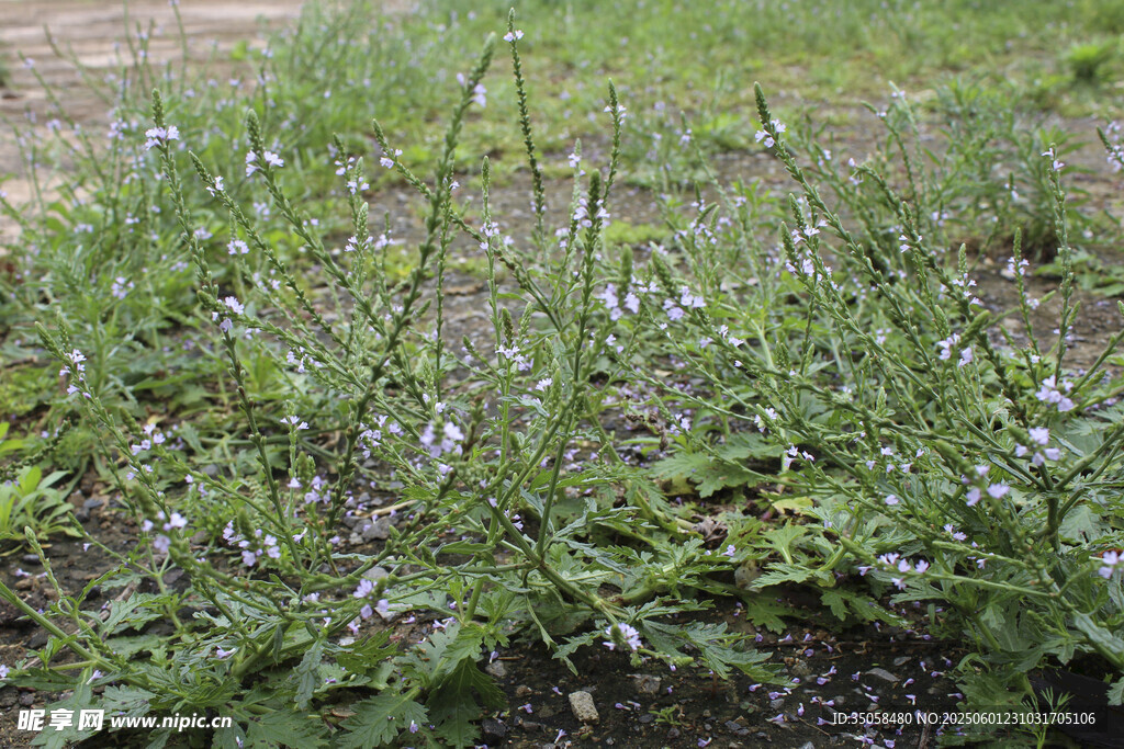 野荆芥马鞭草 