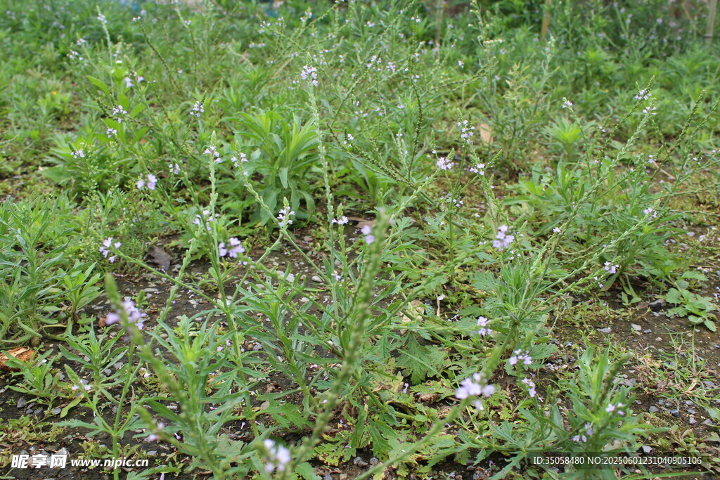 野荆芥马鞭草 