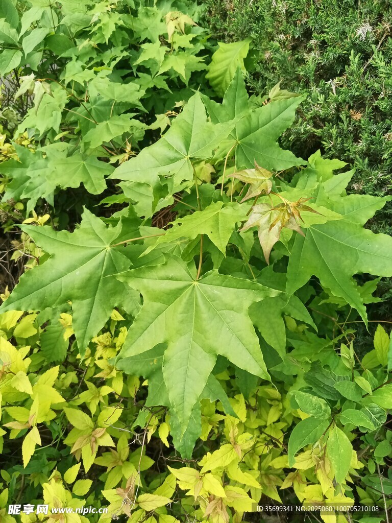 绿叶植物特写