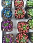 多彩盆栽多肉植物展示