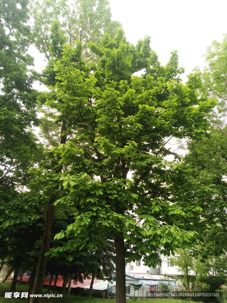 夏日葱郁绿树景观