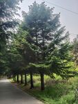 林间小路旁的挺拔松树