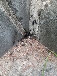 墙角缝隙中的小蚂蚁