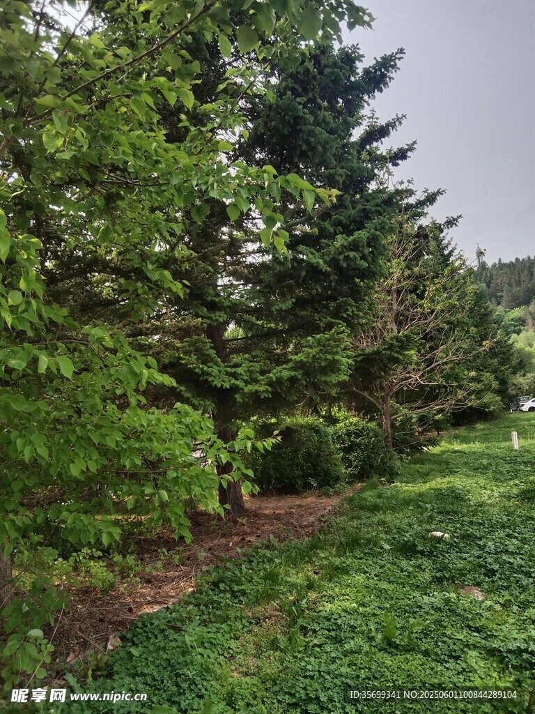 绿意盎然的林间草地