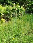 野外葱郁草地与绿植景观