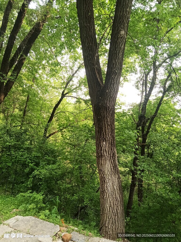 林间绿意盎然的树木景观