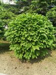 球形绿植生机勃勃