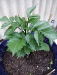 盆栽绿植生机勃勃