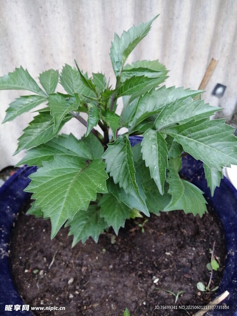 盆栽绿植生机勃勃