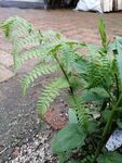 翠绿蕨类植物生机盎然