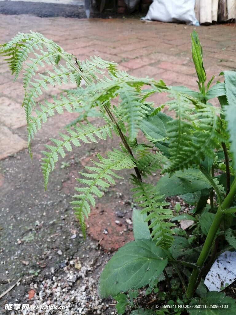 翠绿蕨类植物生机盎然