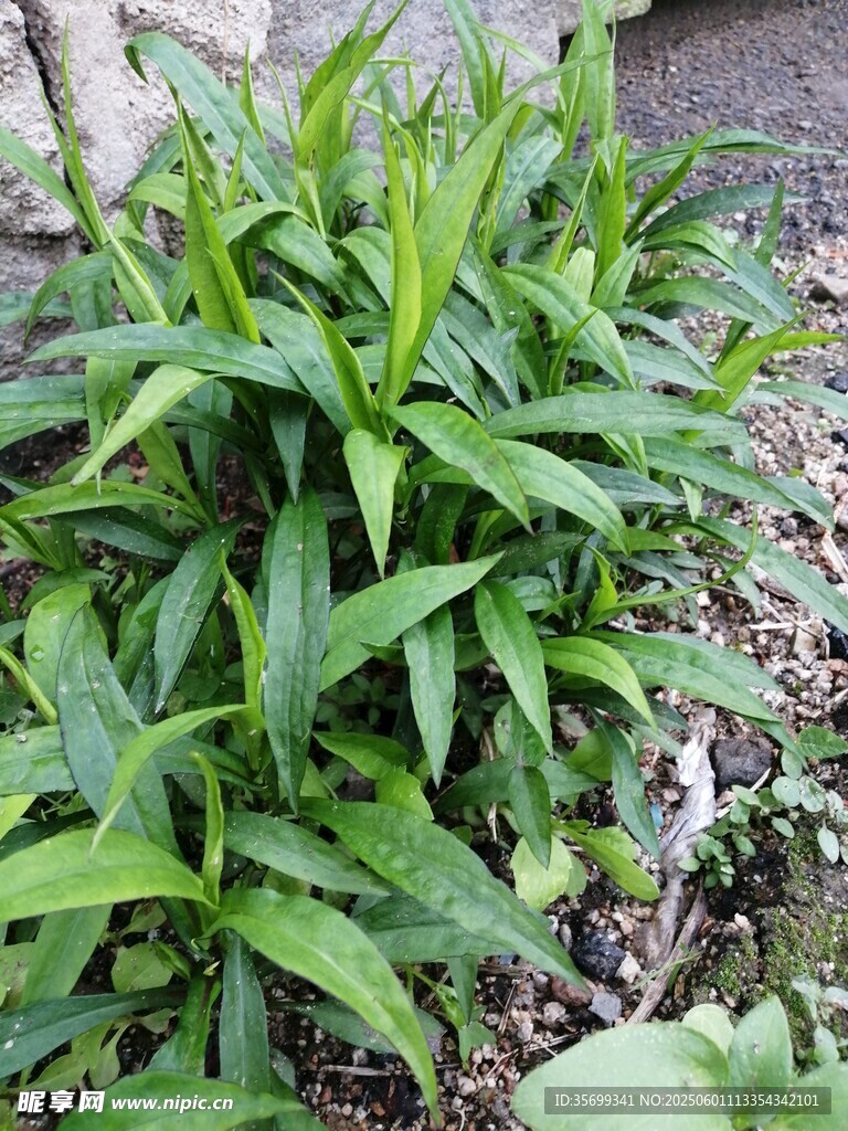 翠绿阔叶植物生机勃勃