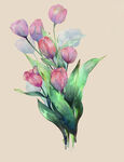 水彩绘粉色郁金香花束