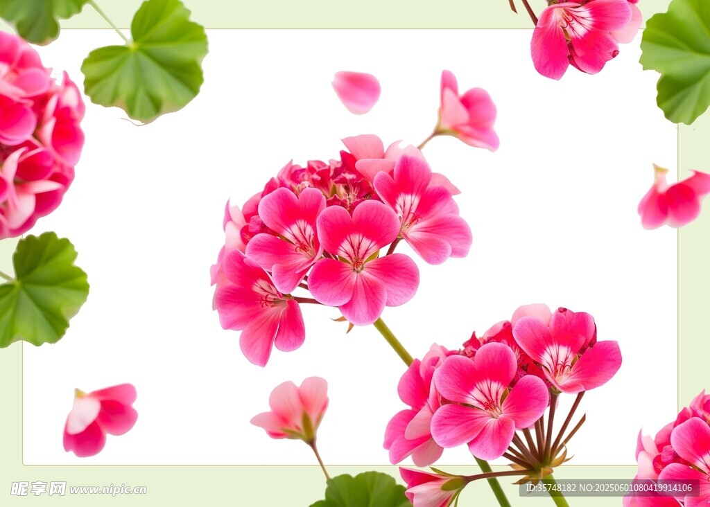 花卉背景