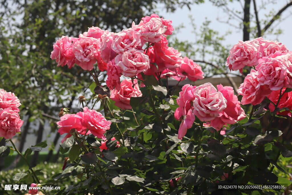 月季花