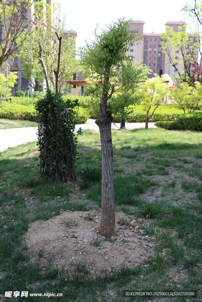 公园中的绿树与草地