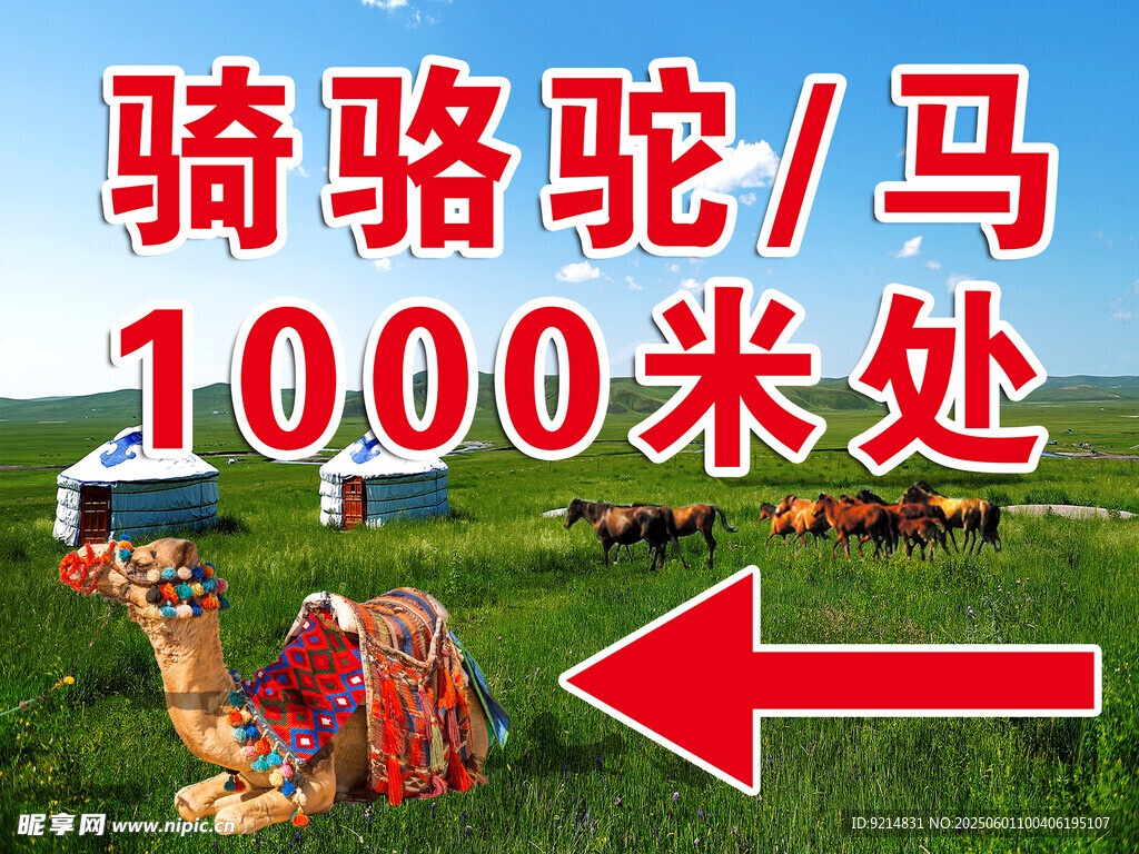 旅游骆驼